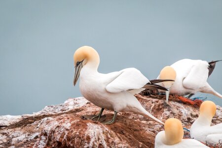 Pelecaniformes bird nature photo