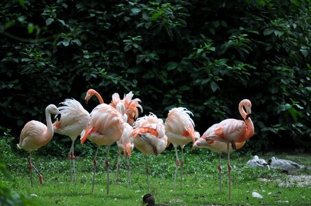 Pink bird pink flamingos