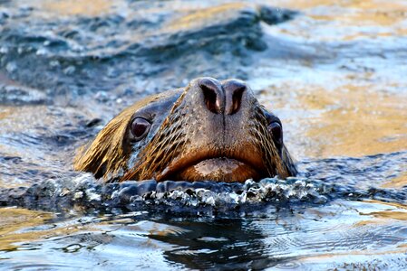Mammal sea meeresbewohner photo