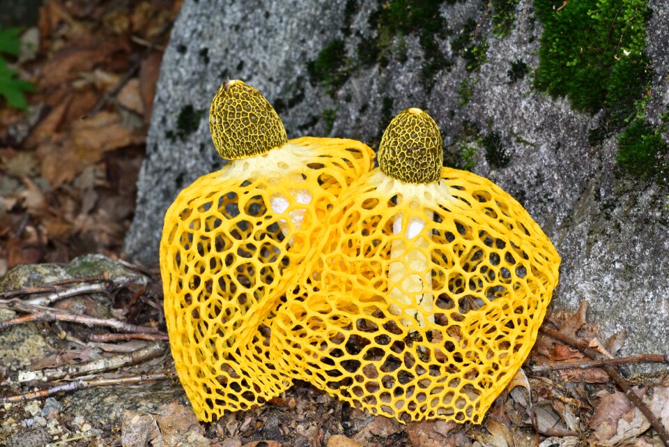 Dictyophora indusiata yellow gabion mushroom mushroom mantle