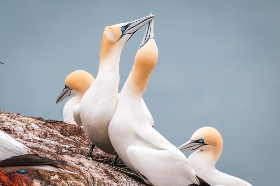 Pelecaniformes bird nature