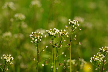 Bloom white hirtentäschl