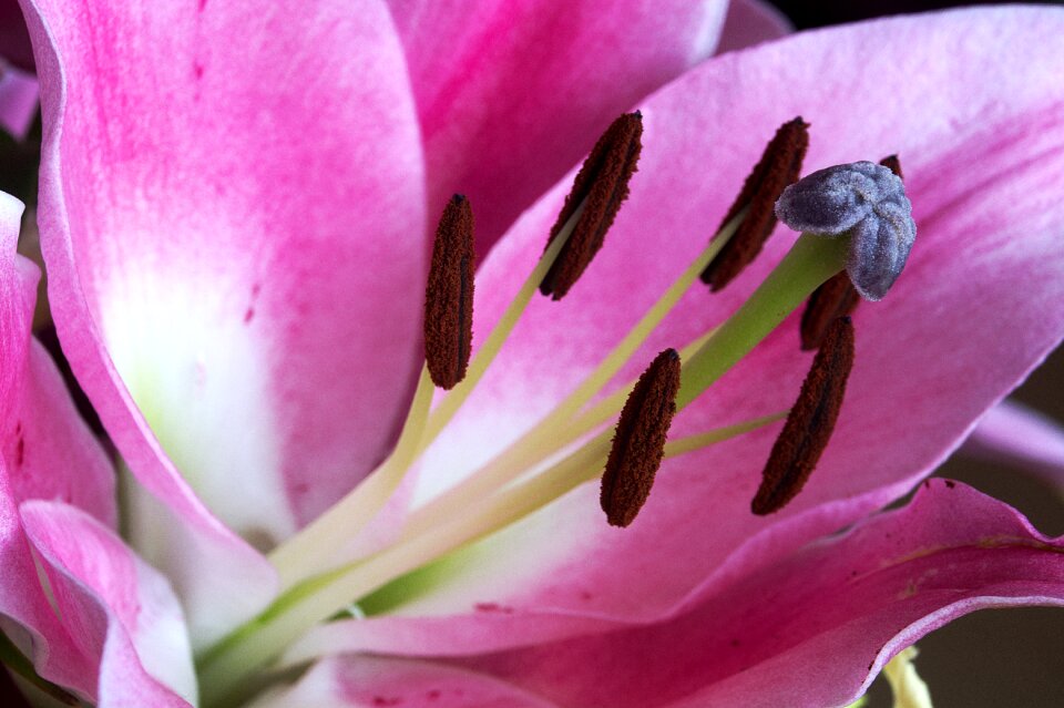 Nature flora stigma