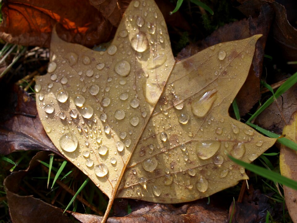 Tree leaves autumn