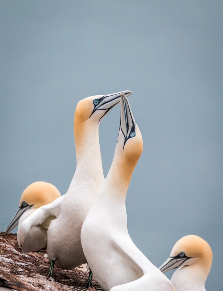 Pelecaniformes bird nature