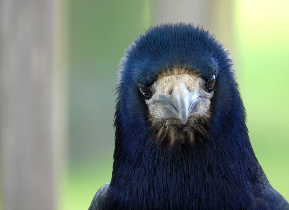 Animal crow wild