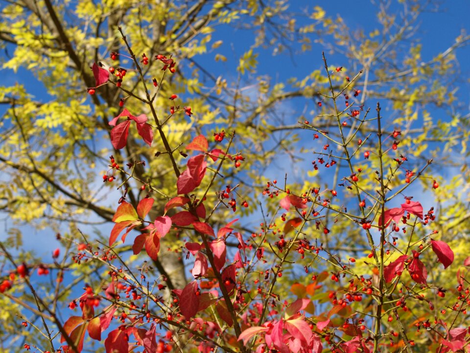 Tree leaves autumn