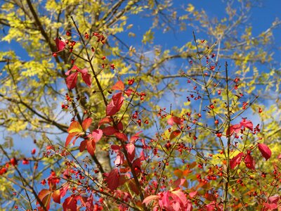 Tree leaves autumn photo