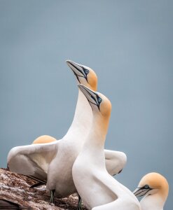 Pelecaniformes bird nature photo