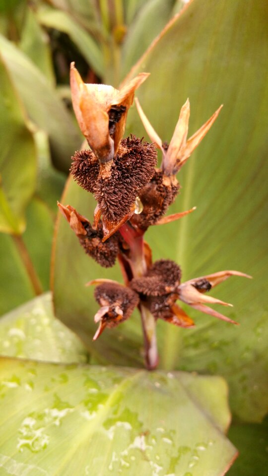 Unusual spike natural photo