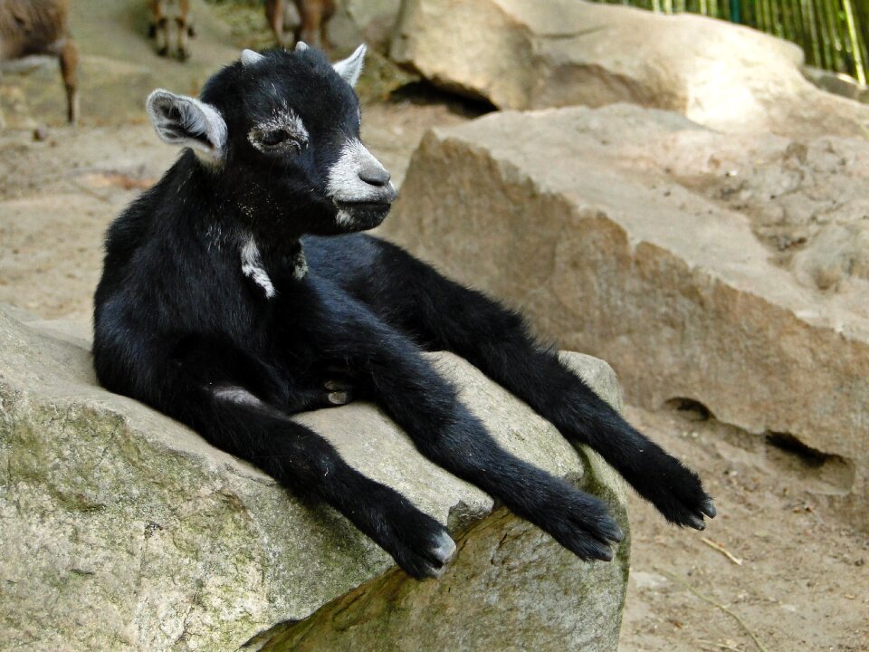 Nature cute animals