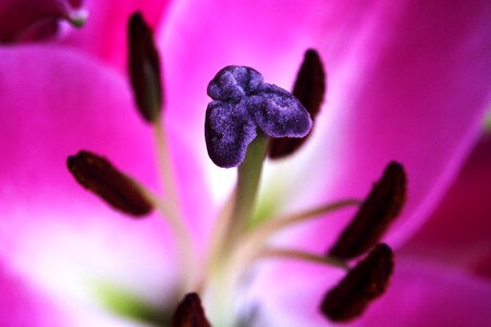Petal stigma floral photo