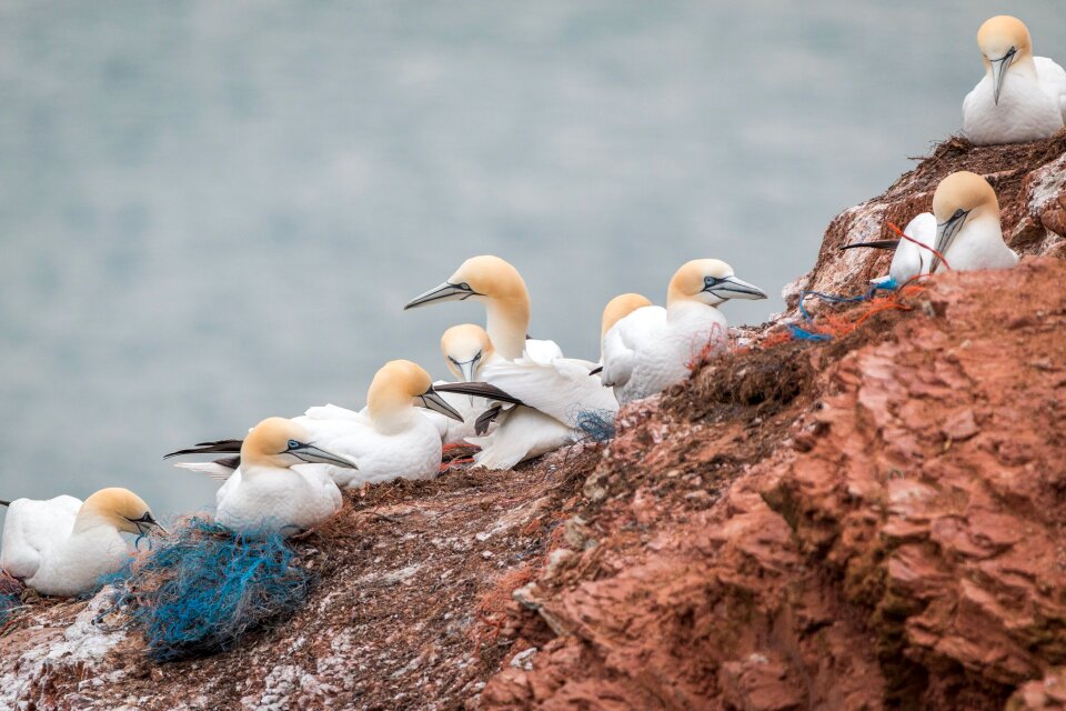 Pelecaniformes bird nature