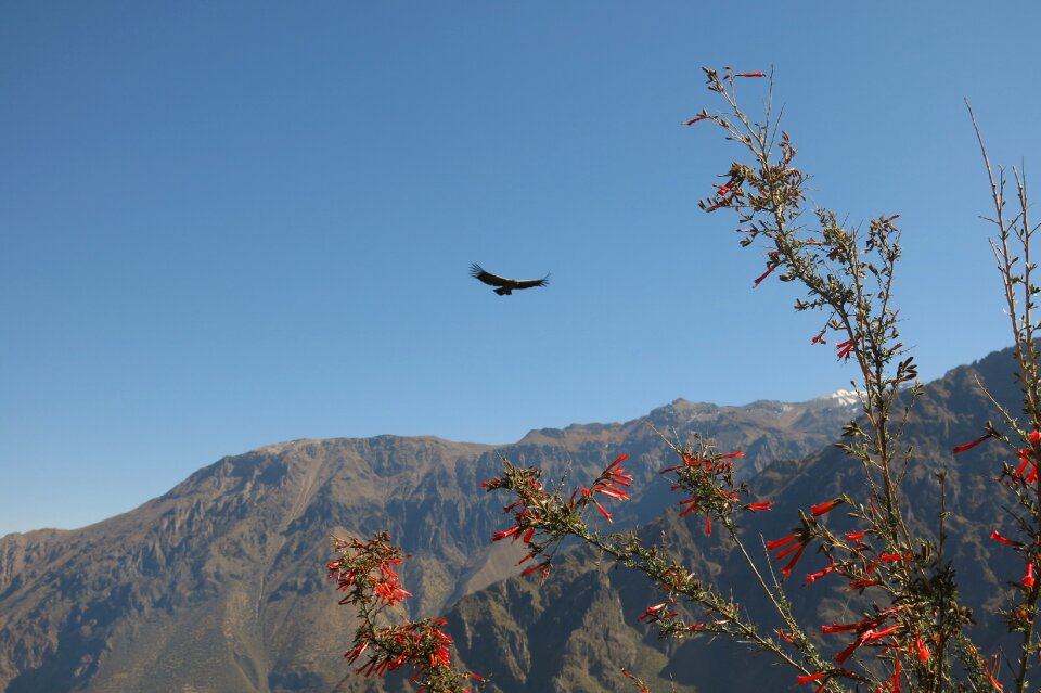 Colca canyon the cross of the condor peru