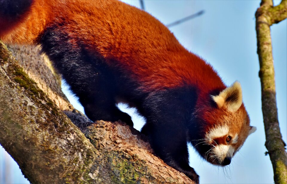 Panda bear mammal wild animal