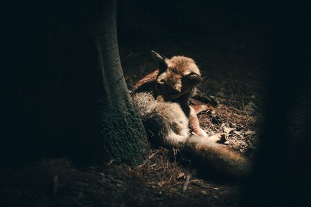 Forest dark fox photo