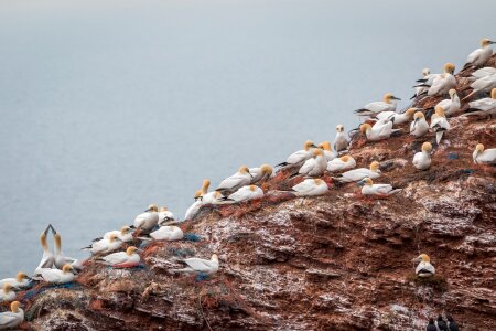 Pelecaniformes bird nature photo