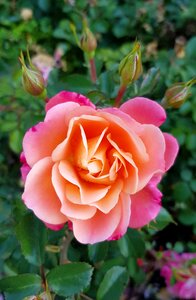 Rose bloom blossom bloom