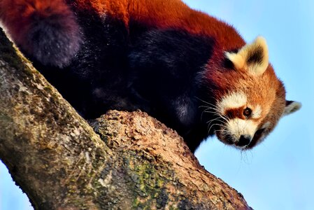 Panda bear mammal wild animal photo