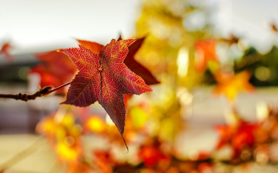 Nature season vivid