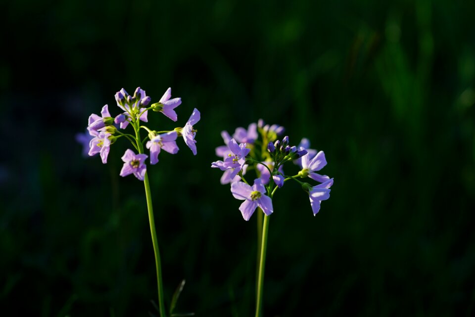 Purple card amines pratensis cardamine
