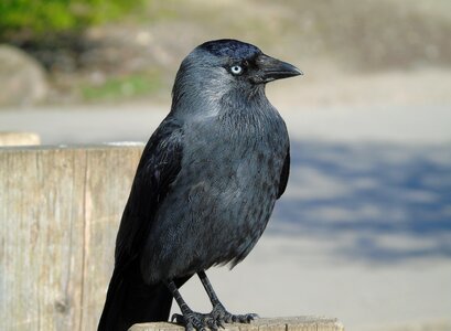 Animal outdoors crow photo