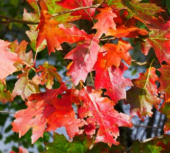 Red fall color needle leaf maple photo