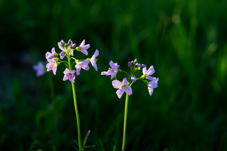 Purple card amines pratensis cardamine