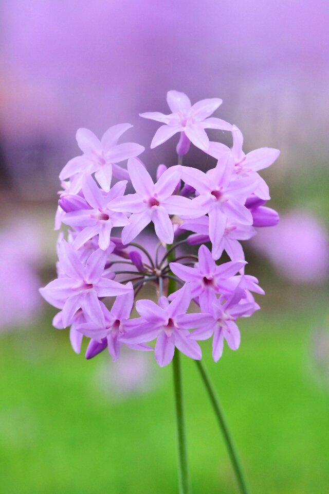 Summer petal flower's