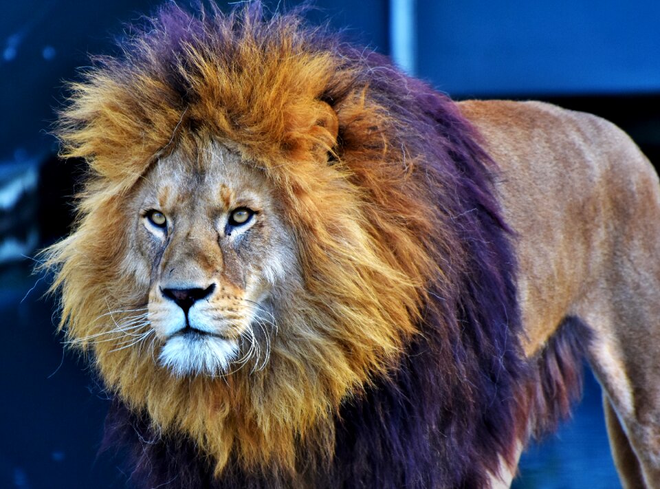 Lion's mane mane cat