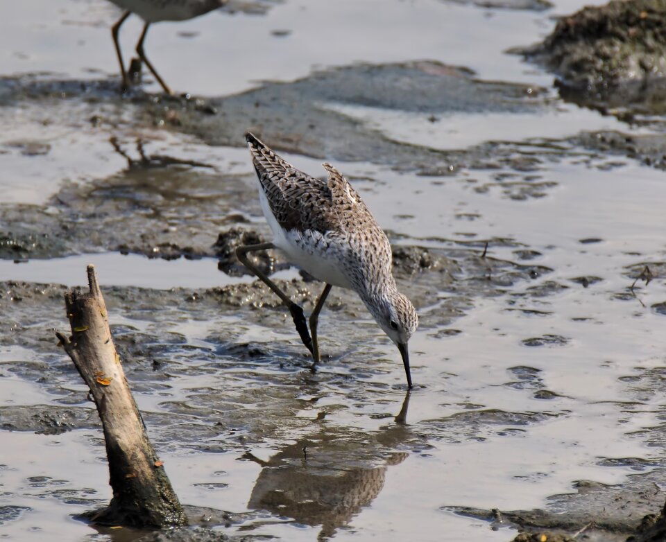 Water nature marsh
