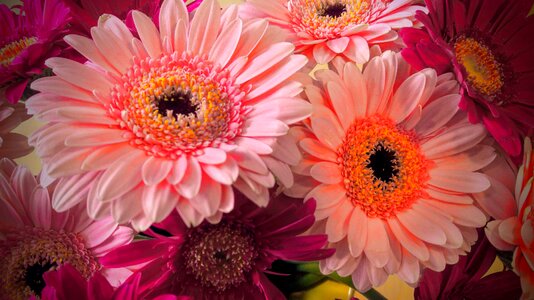 Flowers petal summer