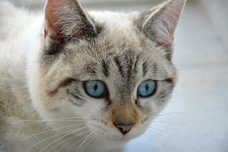 Blue eyes domestic animal feline photo
