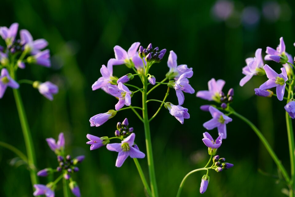 Purple card amines pratensis cardamine