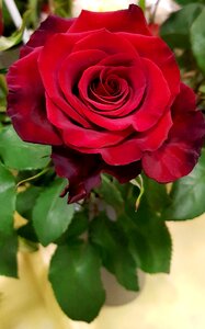 Bloom red rose flower
