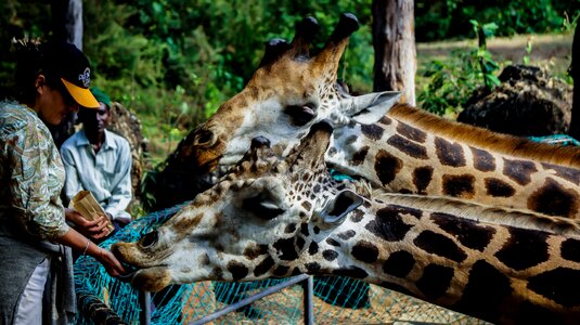 Tourist animal outdoor photo