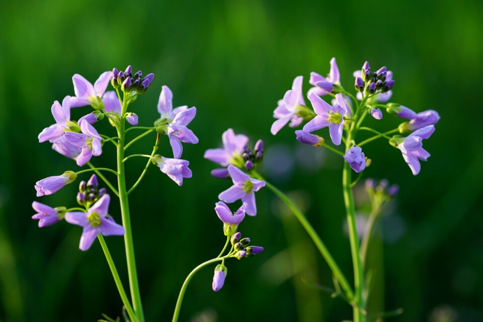Purple card amines pratensis cardamine