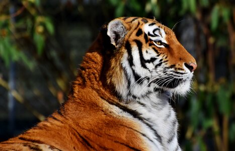 Wildcat tiger head dangerous photo