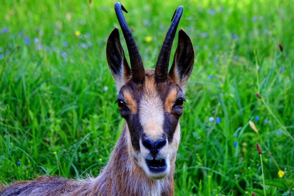 Wild animal animal portrait mammal