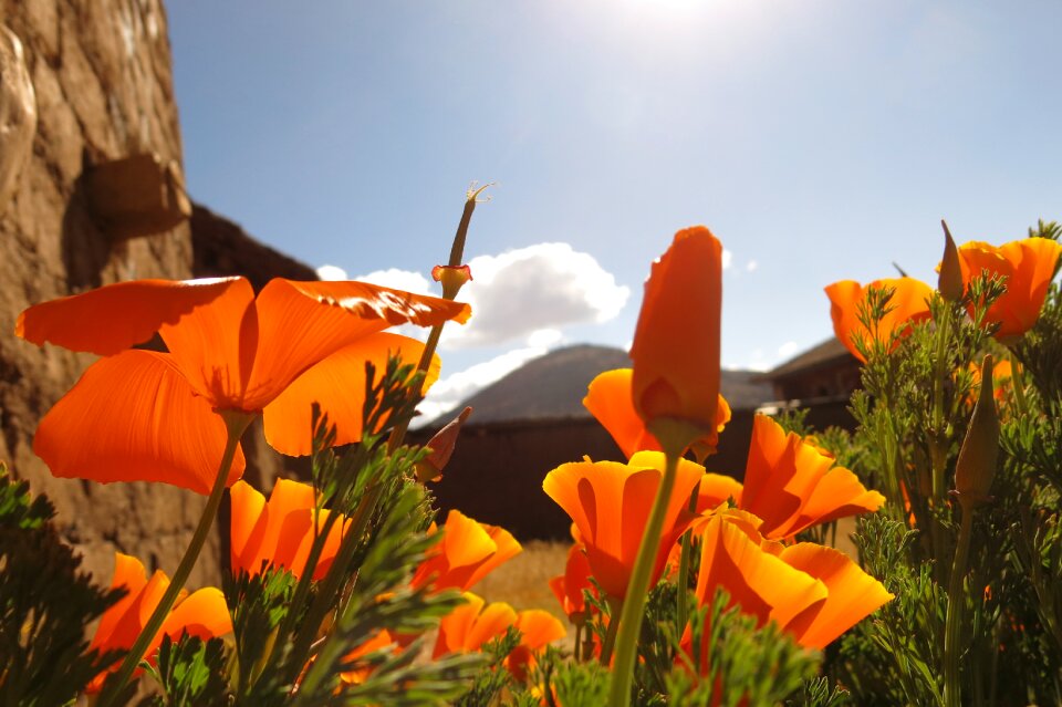 Bloomed orange andes peru