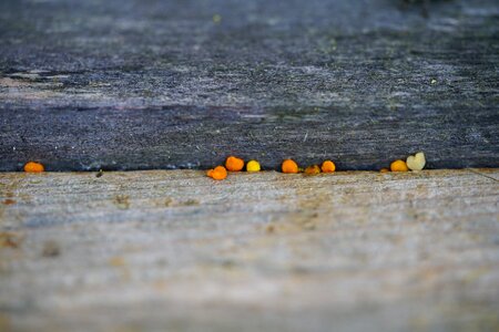 Perga fermentation pollen clumps