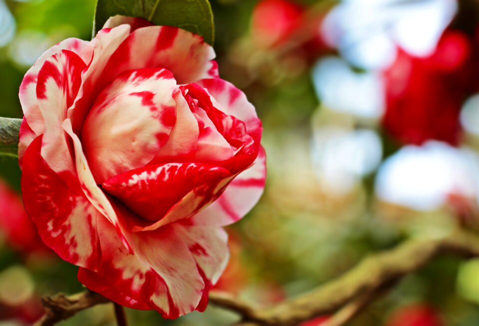 Nature petal background photo