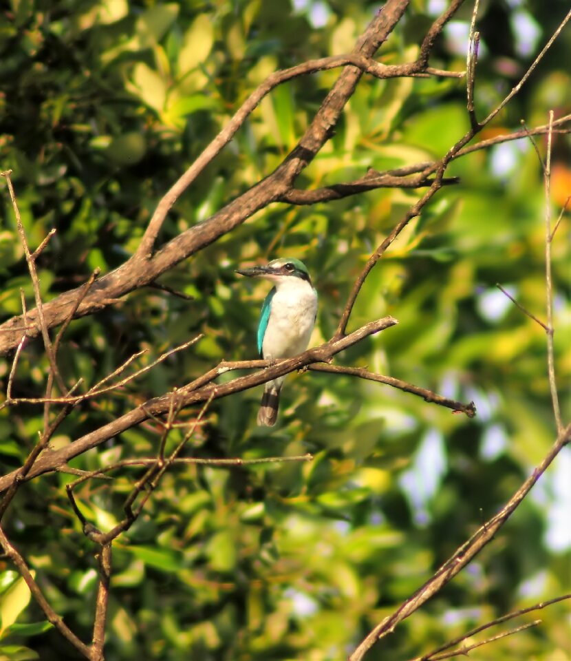 Nature outdoors animal