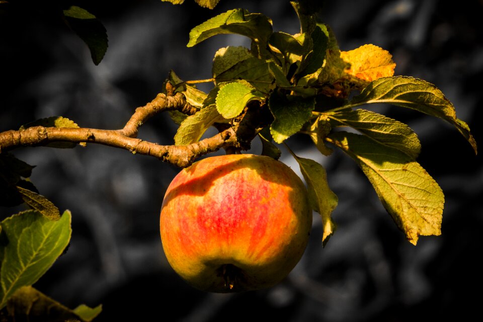 Fruit red close up