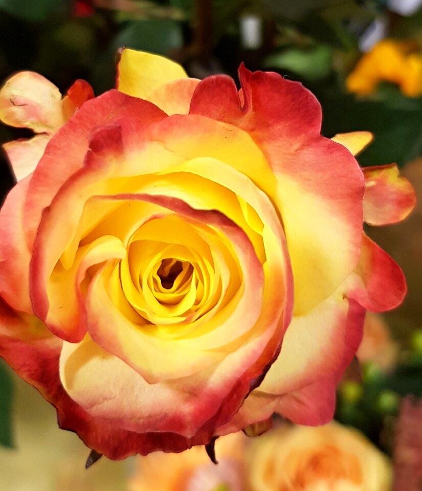 Rose blooms yellow rose blossom