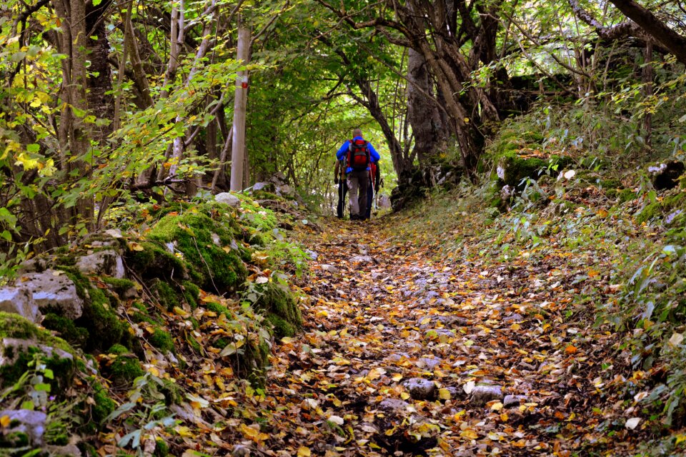 Forest the european path e5