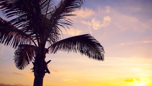 Dusk silhouette palm tree