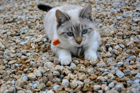 Pounce jump blue eyes photo