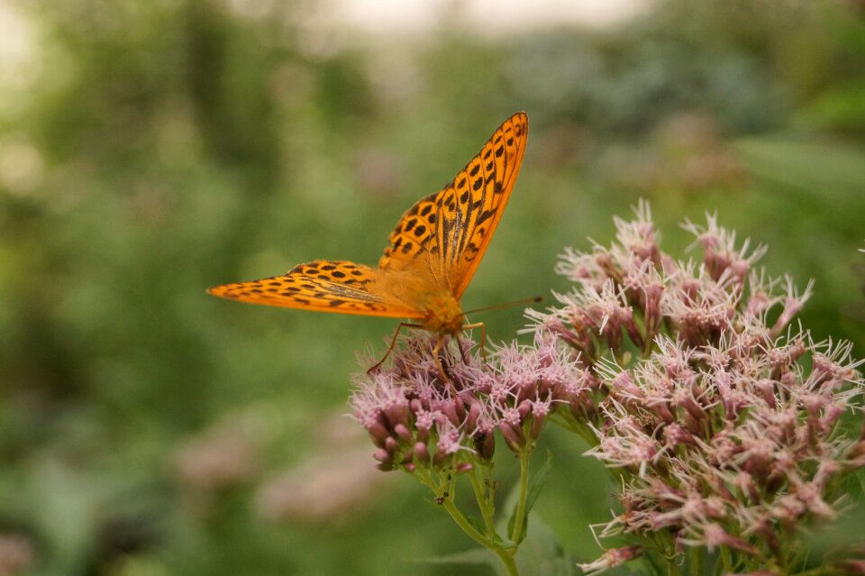 Insect pattern wing photo