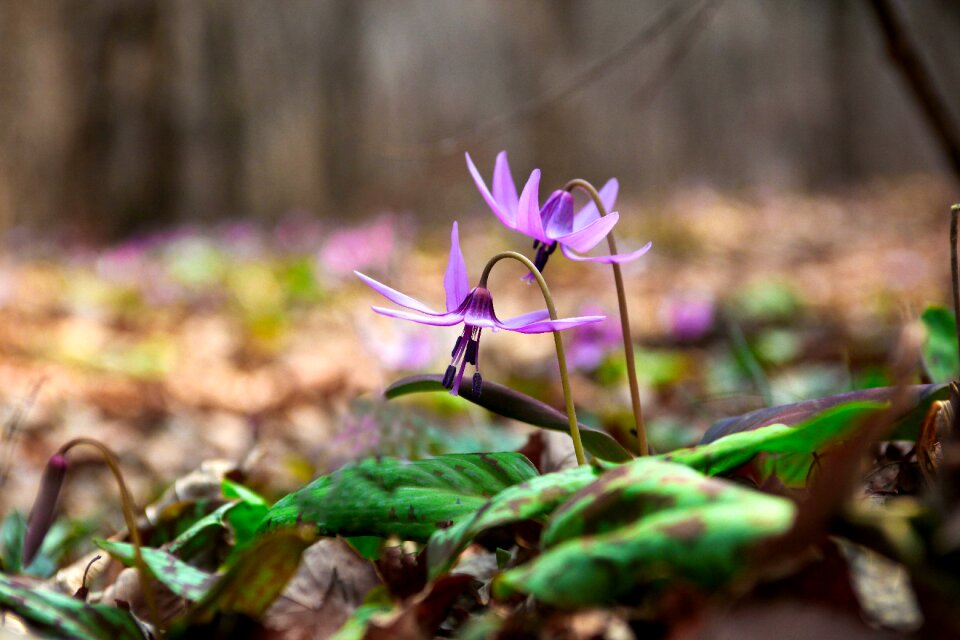 Outdoors season wildflower
